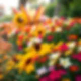 Vibrant Floral Display at Dubai Miracle Garden A vibrant display of flowers in Dubai Miracle Garden showcasing various species and colors