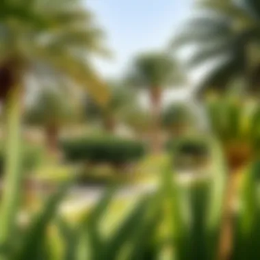 Picnic Areas Surrounded by Lush Greenery Lush greenery and picnic areas at Mamzar Beach