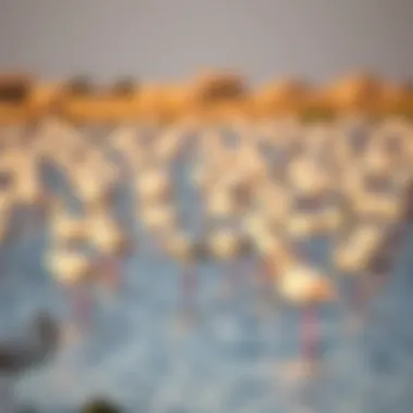 Flamingos wading through the water at Ras Al Khor Wildlife Sanctuary, highlighting its rich biodiversity.