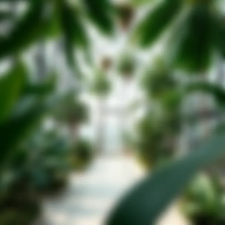 Lush Interior of a Dubai Glasshouse Interior view of a glasshouse filled with lush greenery